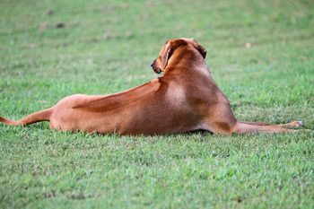 About Rhodesian Ridgebacks