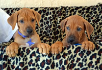 ridgeback puppies