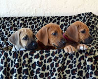 ridgeback litter
