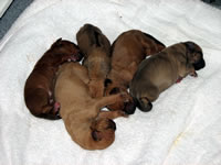 ridgeback puppies