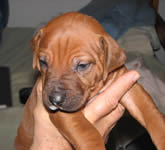 ridgeback litter