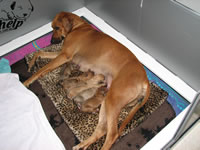rhodesian litters