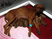 ridgeback puppies
