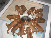 ridgeback puppies