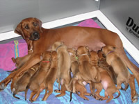 rhodesian litters