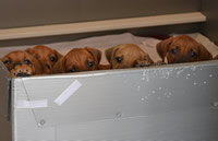 rhodesian litters