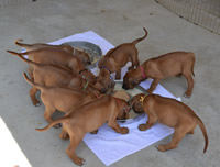 ridgeback litter