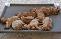rhodesian litters