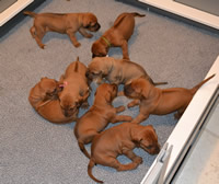 ridgeback litter