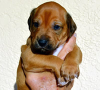 ridgeback litter