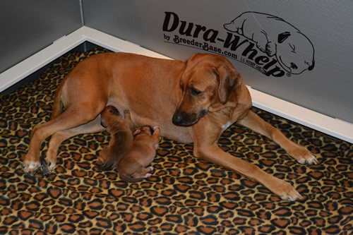 rhodesian litters