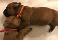 ridgeback puppies