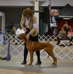 Lola in puppy group.jpg