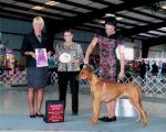 Sheba 2 2016 Show Win.jpg